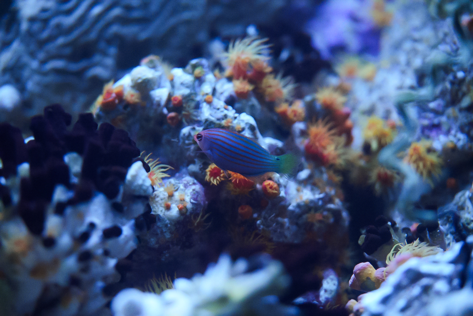 Sixline Wrasse