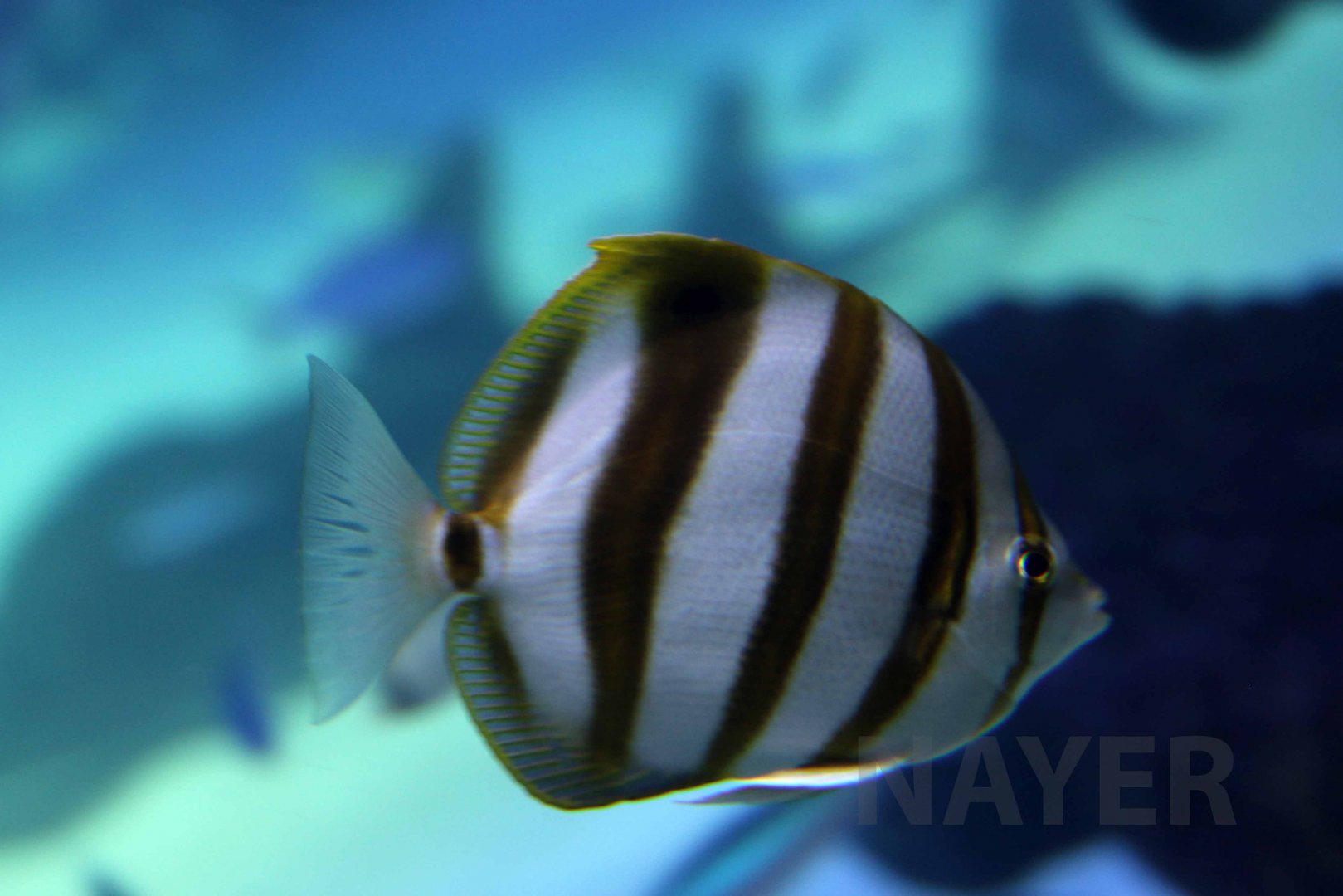 Sixspine butterflyfish, October 2017