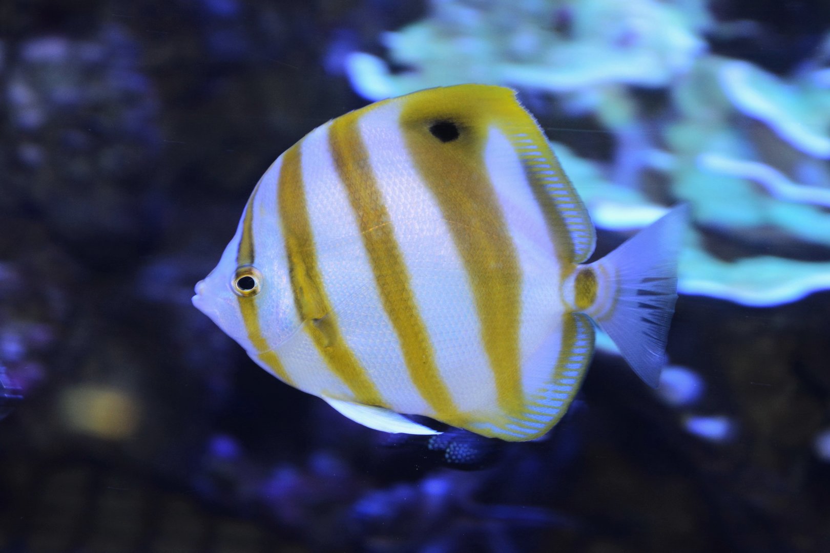 Sixspine butterflyfish (Parachaetodon ocellatus)