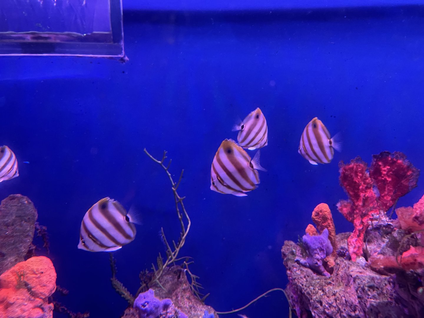sixspine butterflyfish (parachaetodon ocellatus)