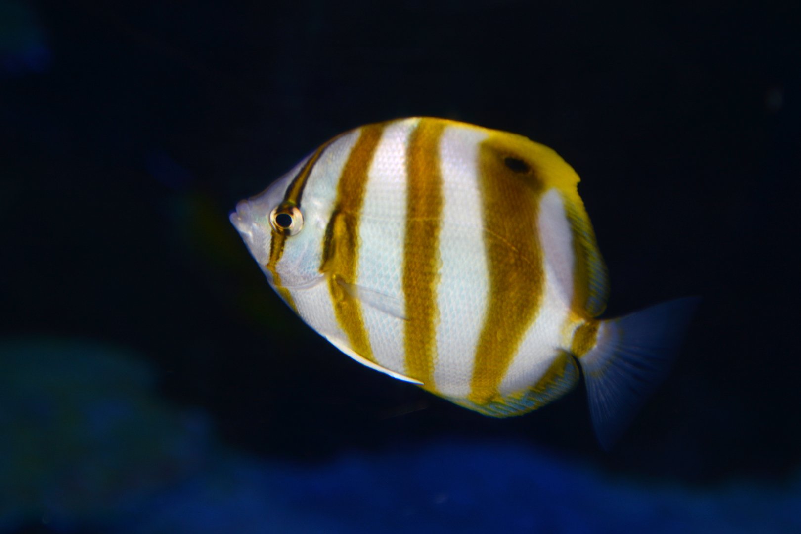 Sixspine Butterflyfish (Parachaetodon ocellatus)