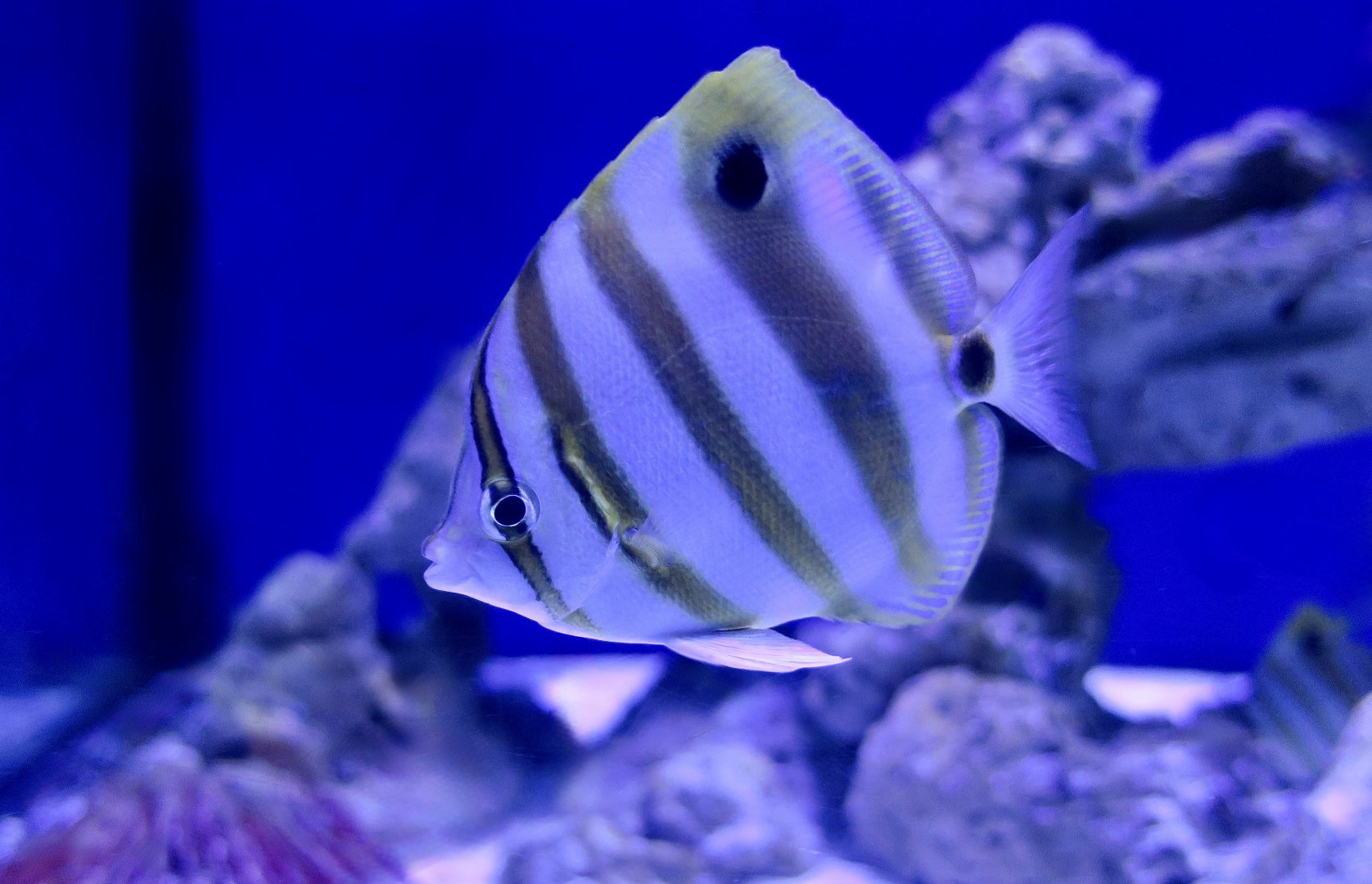 Sixspine Butterflyfish (Parachaetodon ocellatus)