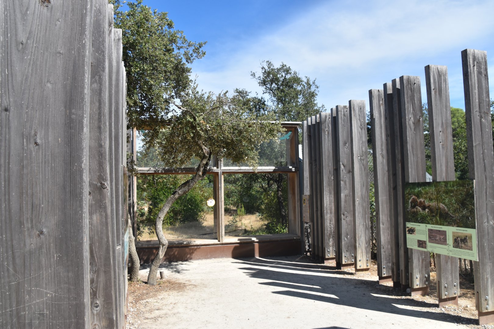 Sixth cheetah exhibit viewing.