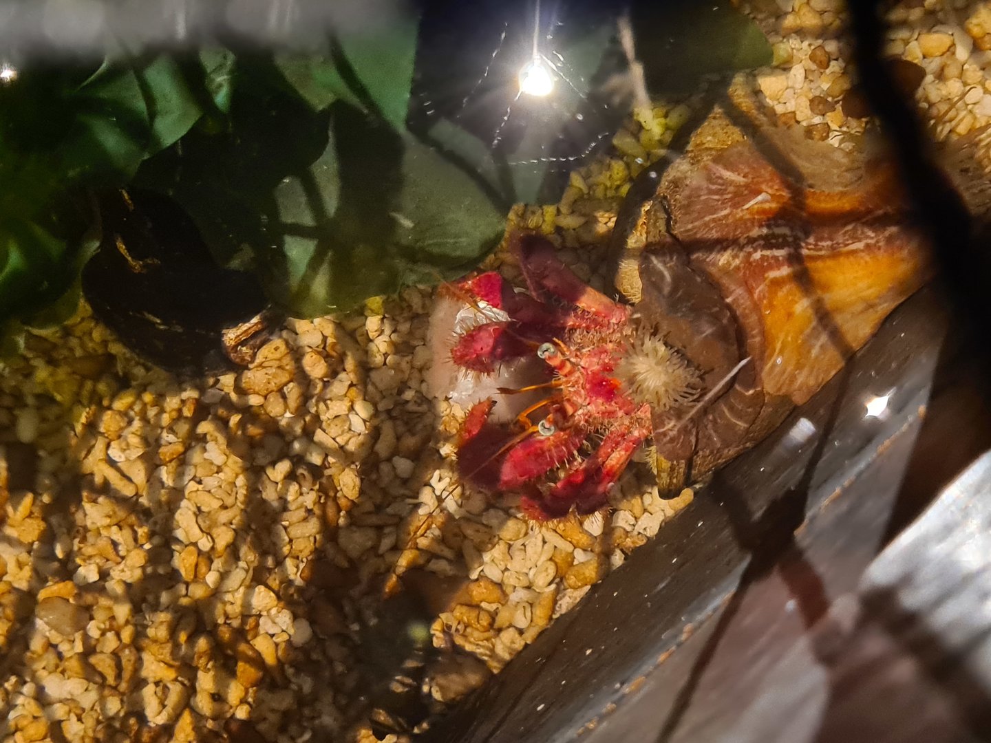 Sixth room - Hermit crab in the touch basin