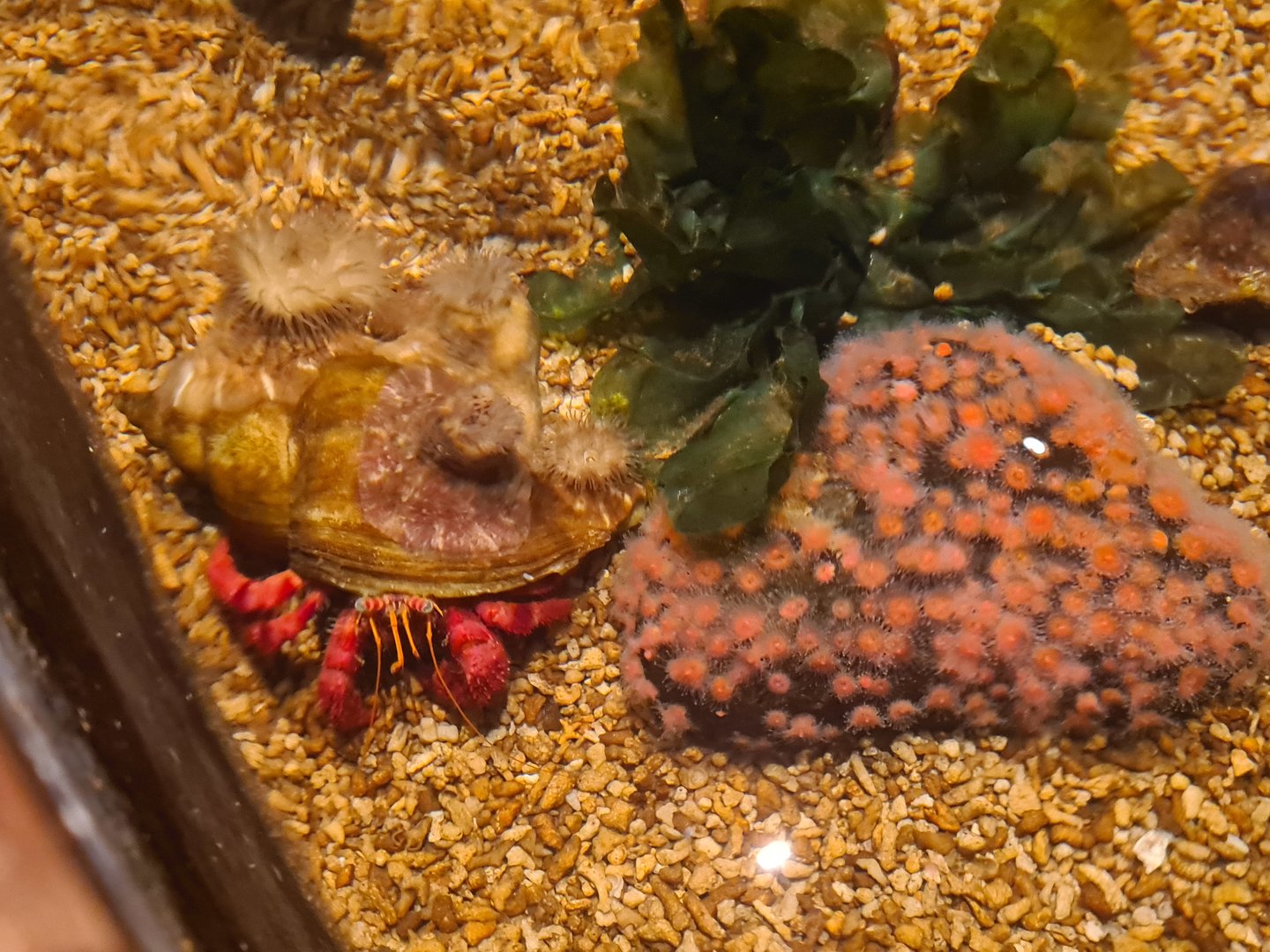 Sixth room - Hermit crab in the touch basin