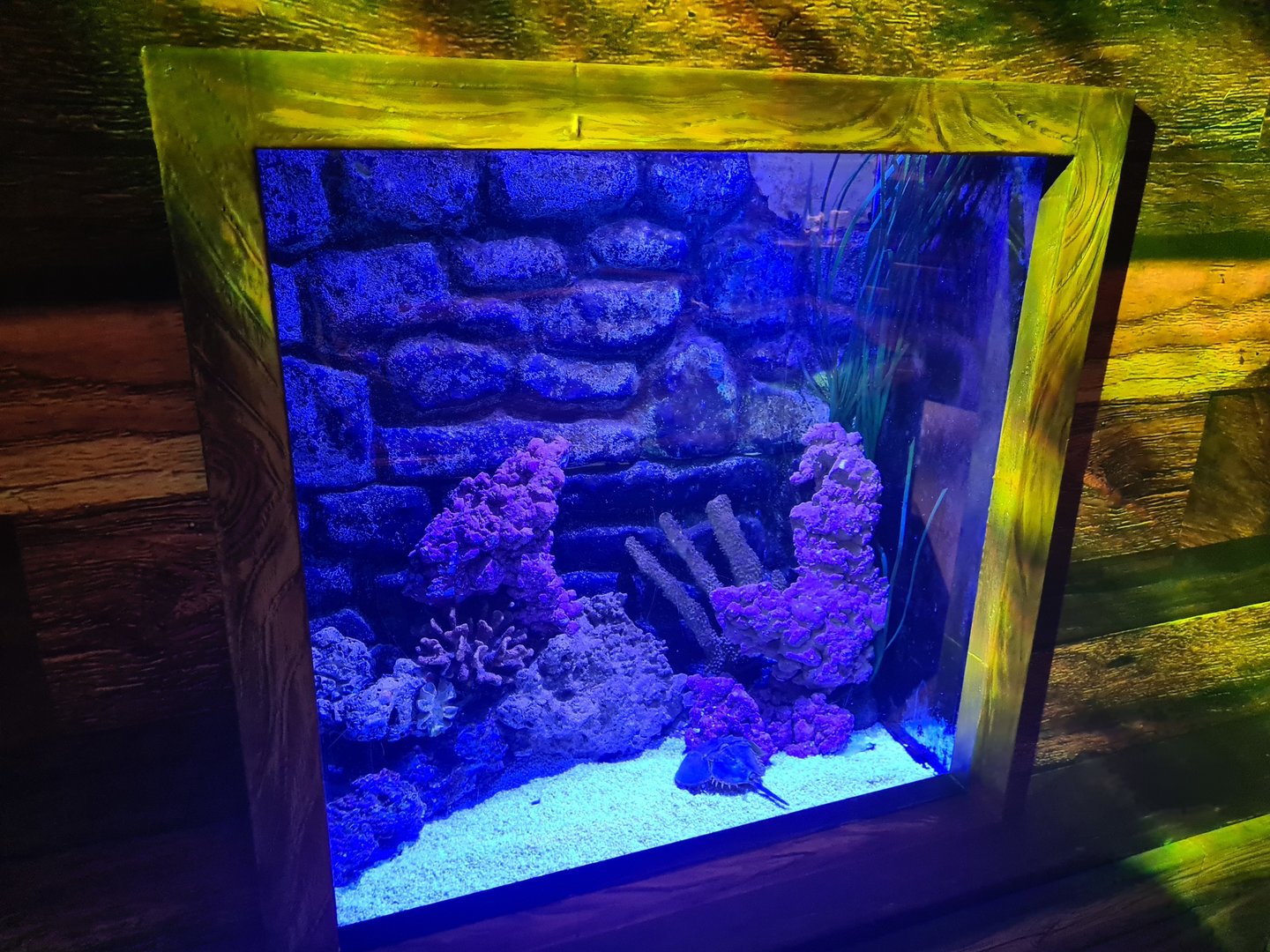 Sixth room - Horseshoe crab tank