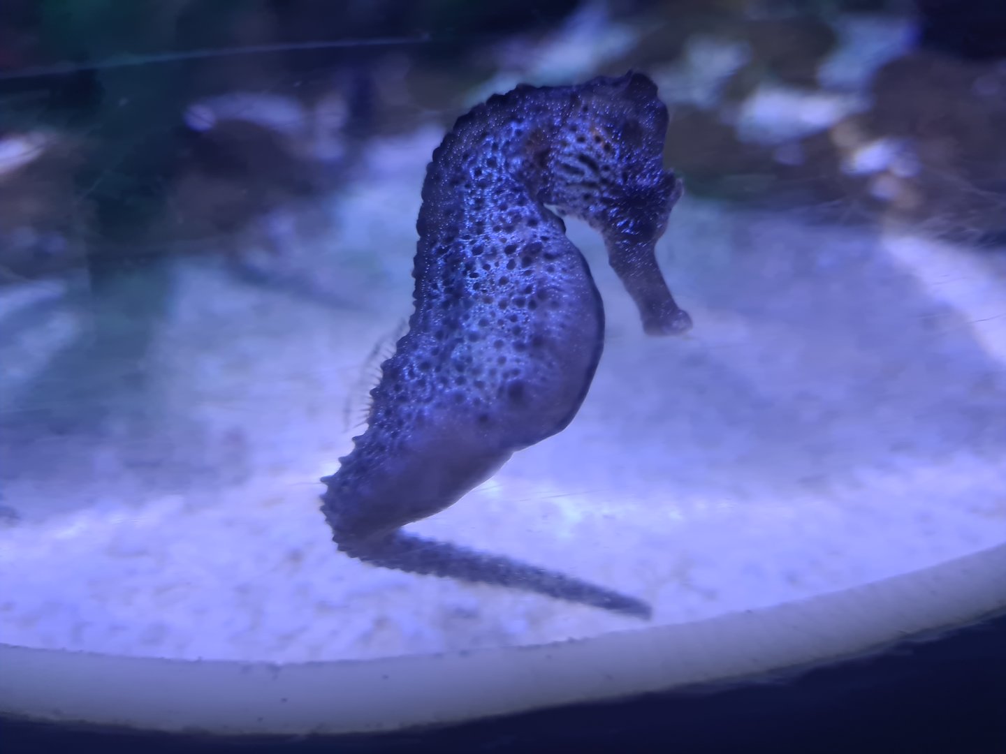 Sixth room - Lined seahorse