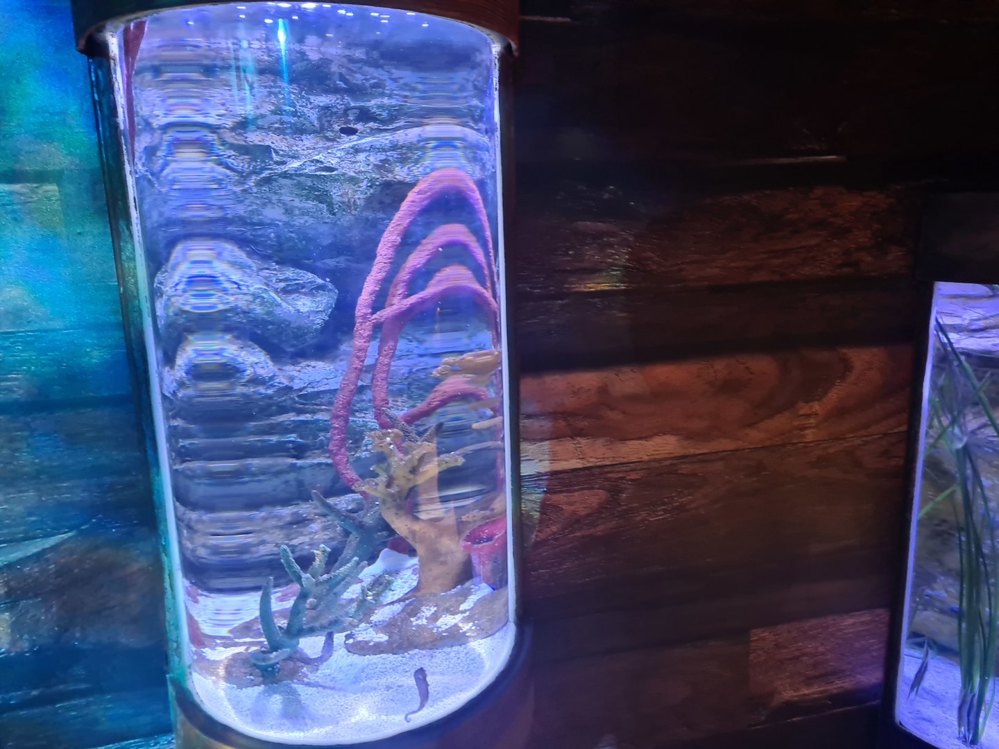 Sixth room - Seahorse tank