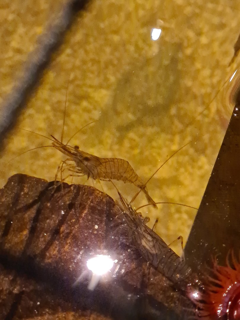 Sixth room - Shrimp in the touch basin