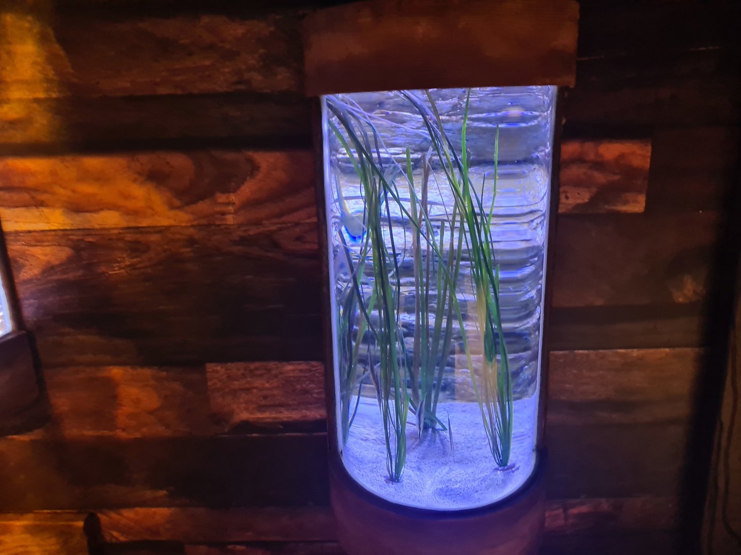 Sixth room - Shrimpfish tank