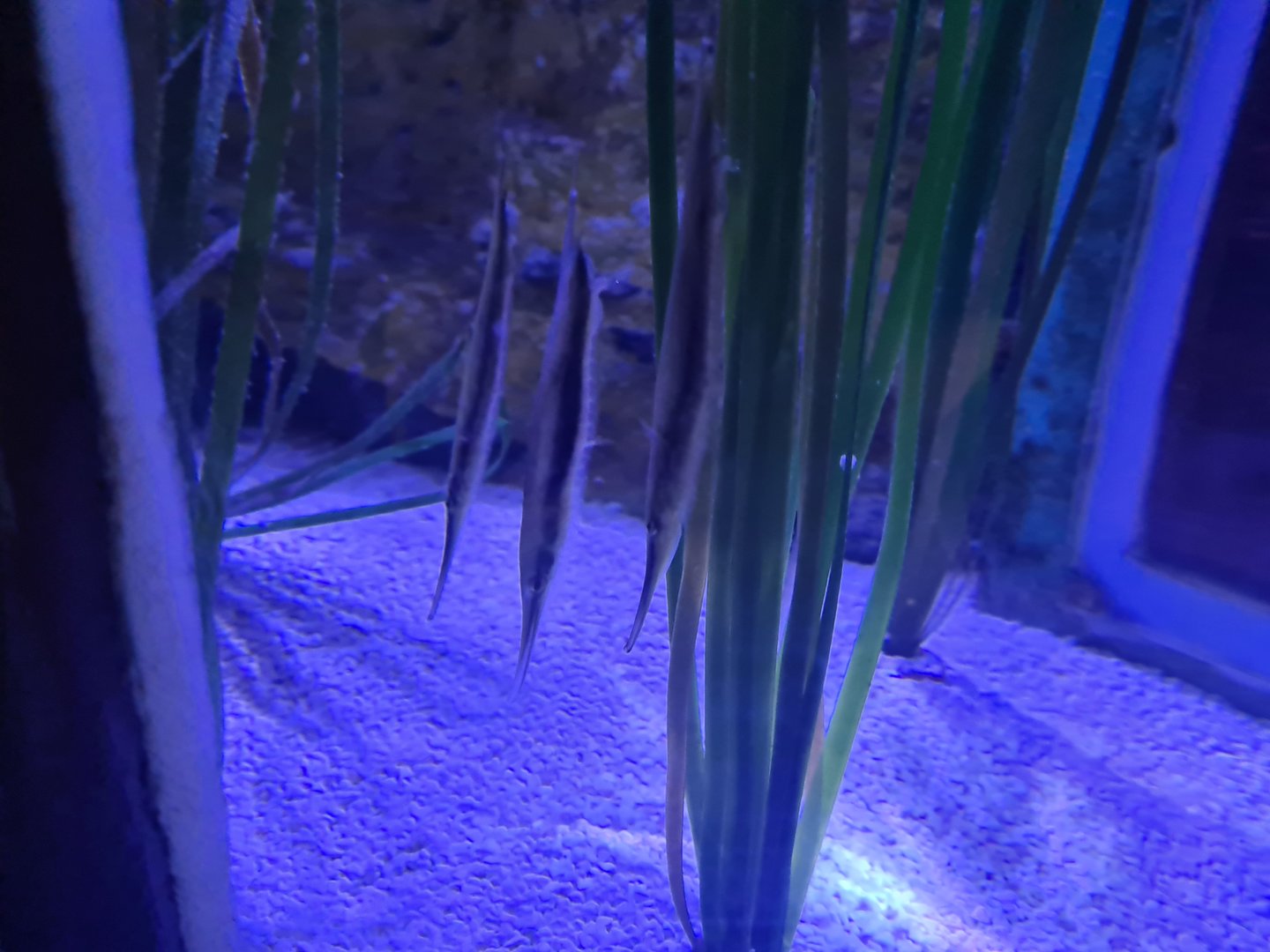 Sixth room - Shrimpfish