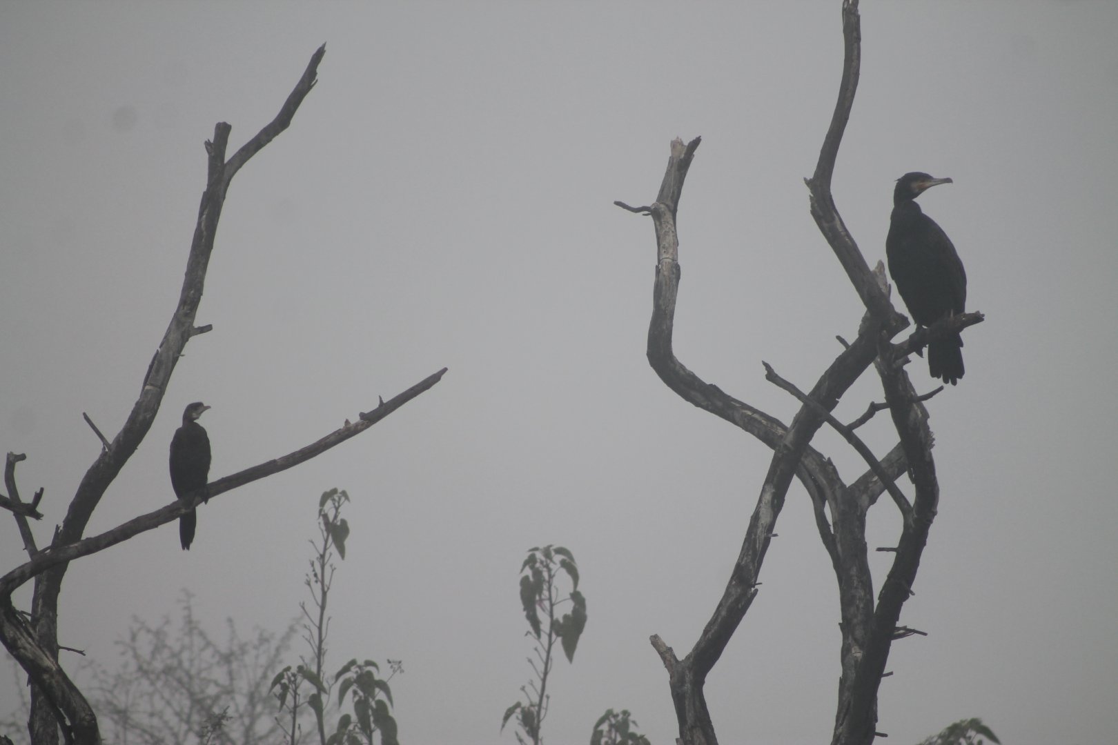 size comparison - Asian Little Cormorant (P. niger) and Great Cormorant (P. carbo)