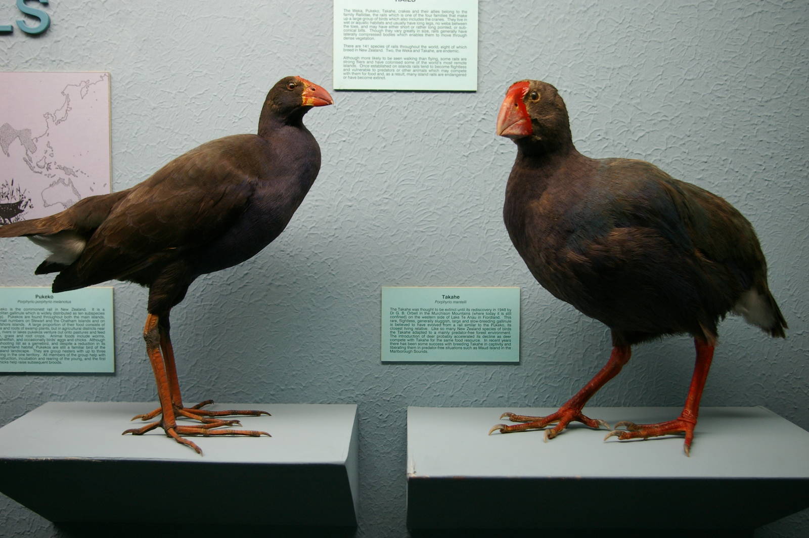 size comparison between pukeko and takahe