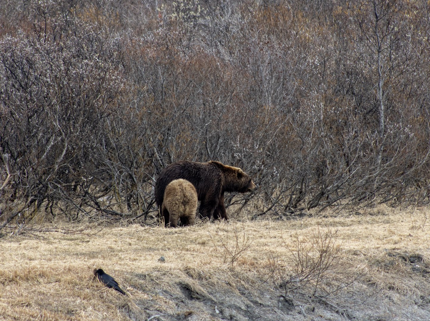 Size comparison between two adult brown bears.