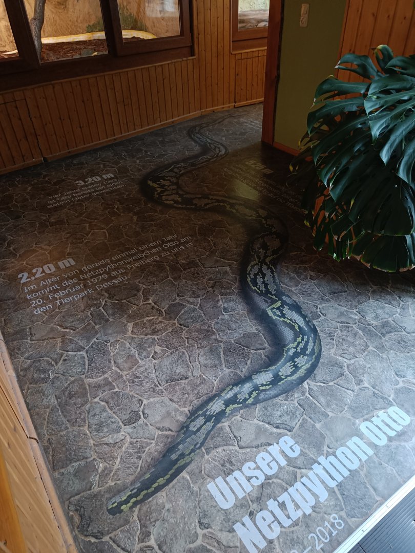 Size comparison / illustration of 'Otto' the Reticulated Python