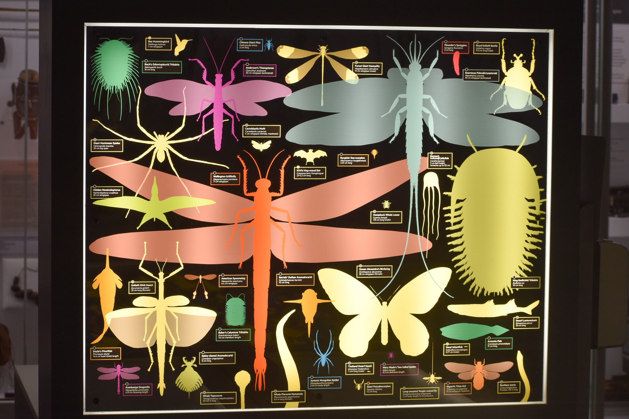 Size Comparison Signage