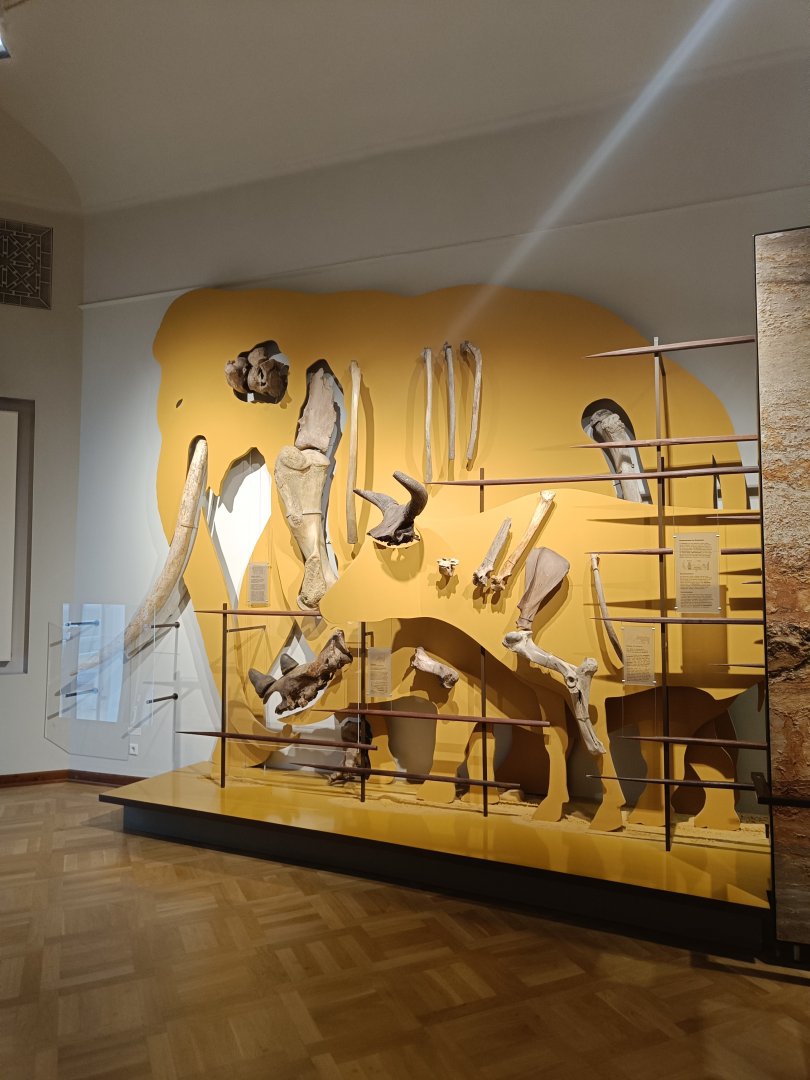 Size comparisons of prehistoric mammals - Magdeburg Museum