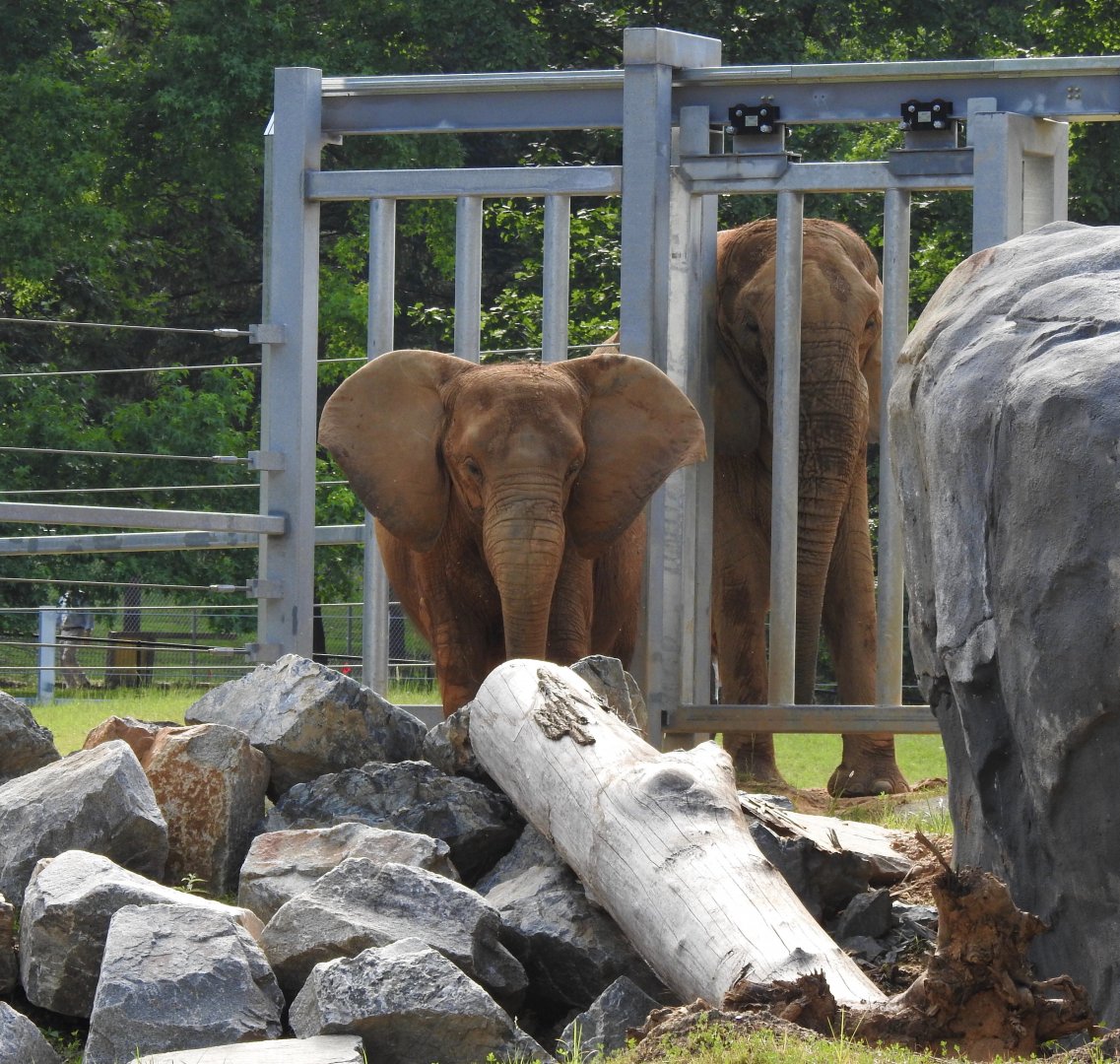 Size Difference of Elephants