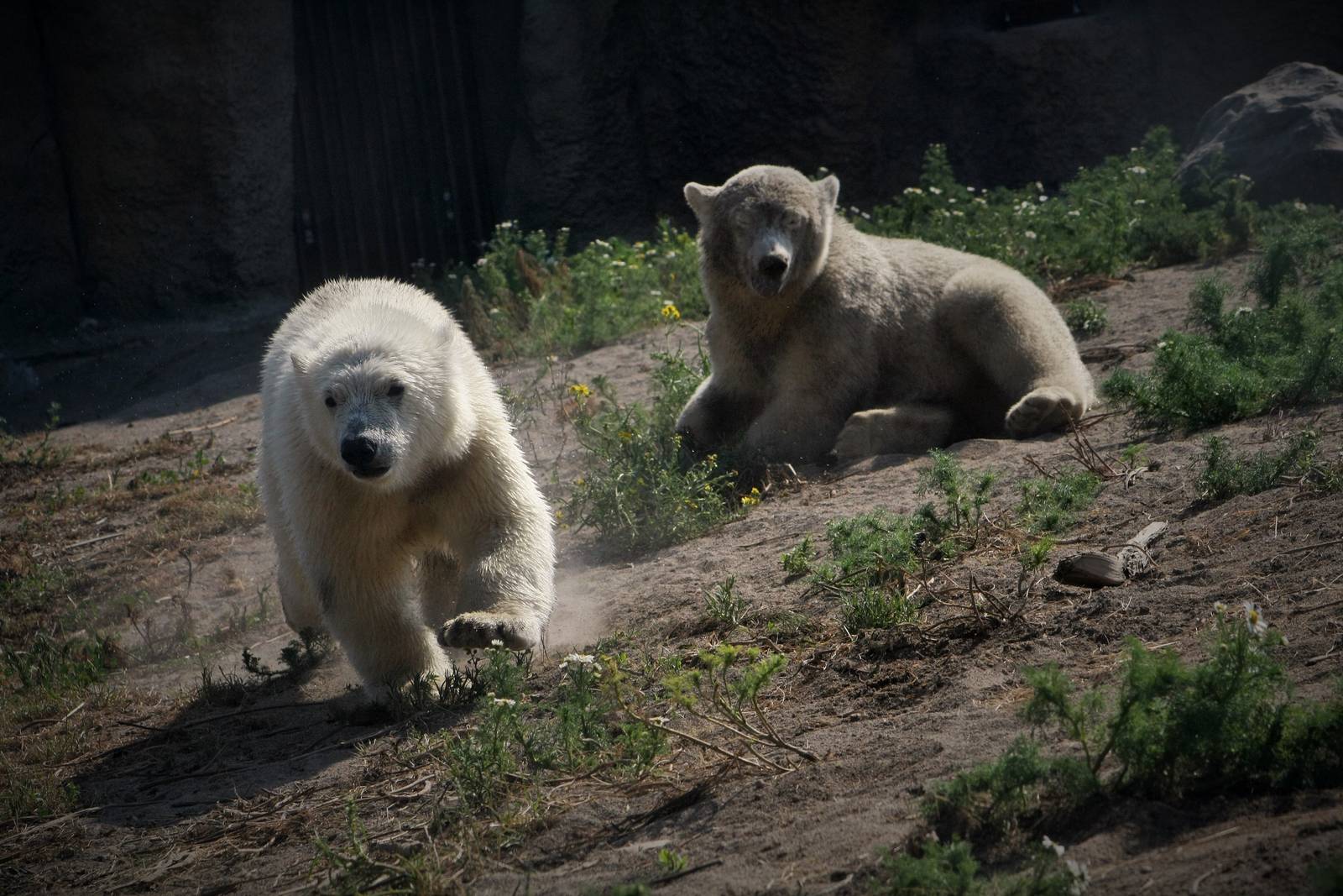 Sizzel & Tods - Polar Bear Twins