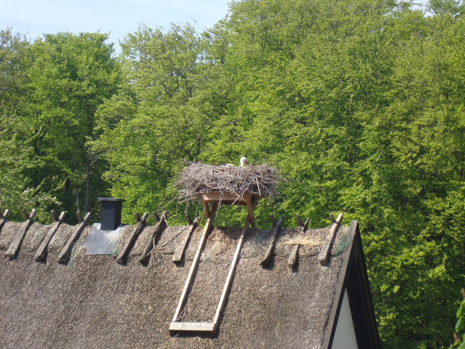 Sk?nes Djurpark May 2013