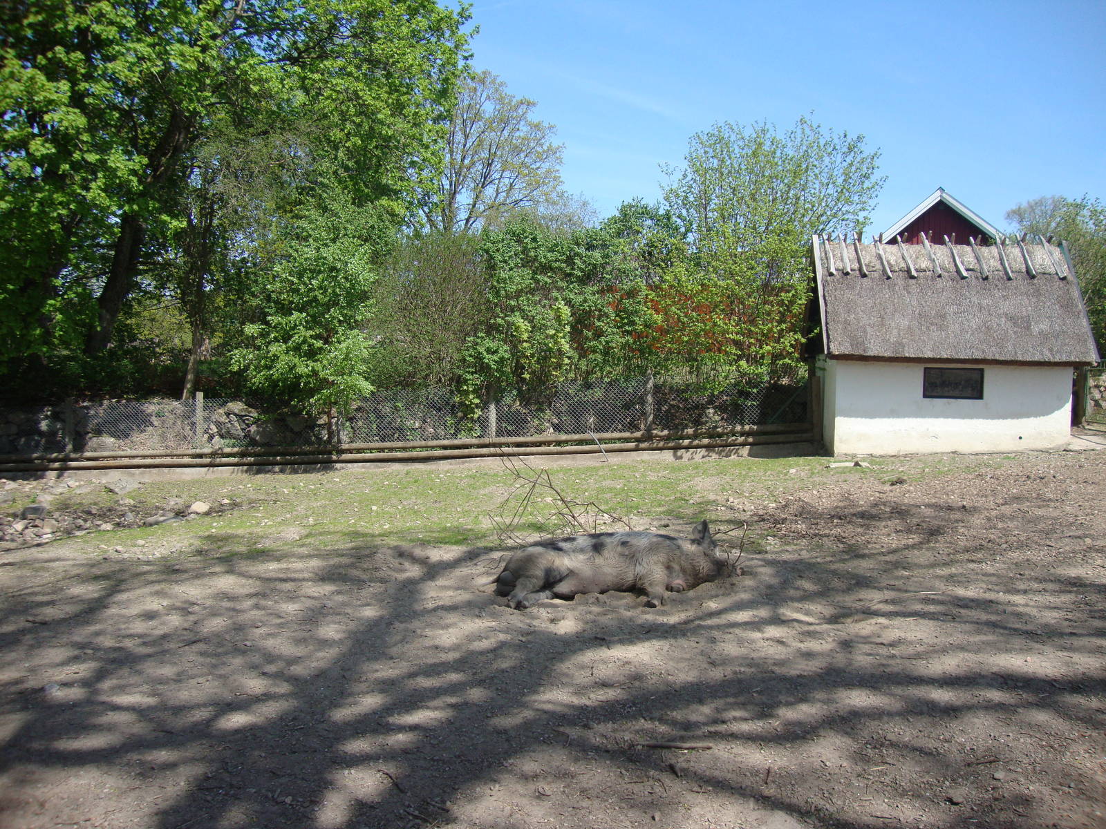 Sk?nes Djurpark May 2013