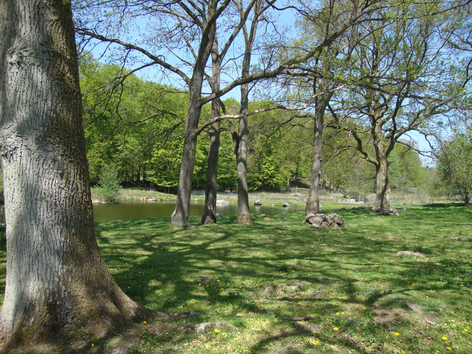 Sk?nes Djurpark May 2013