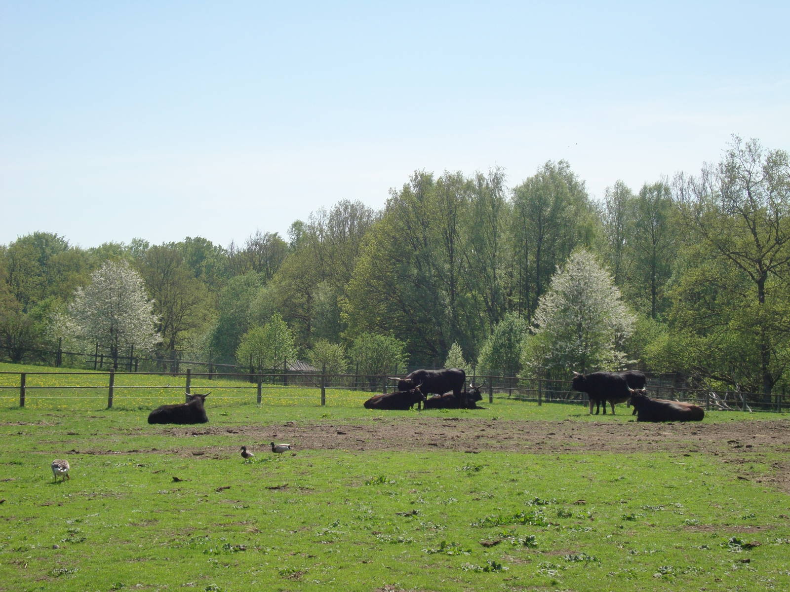 Sk?nes Djurpark May 2013