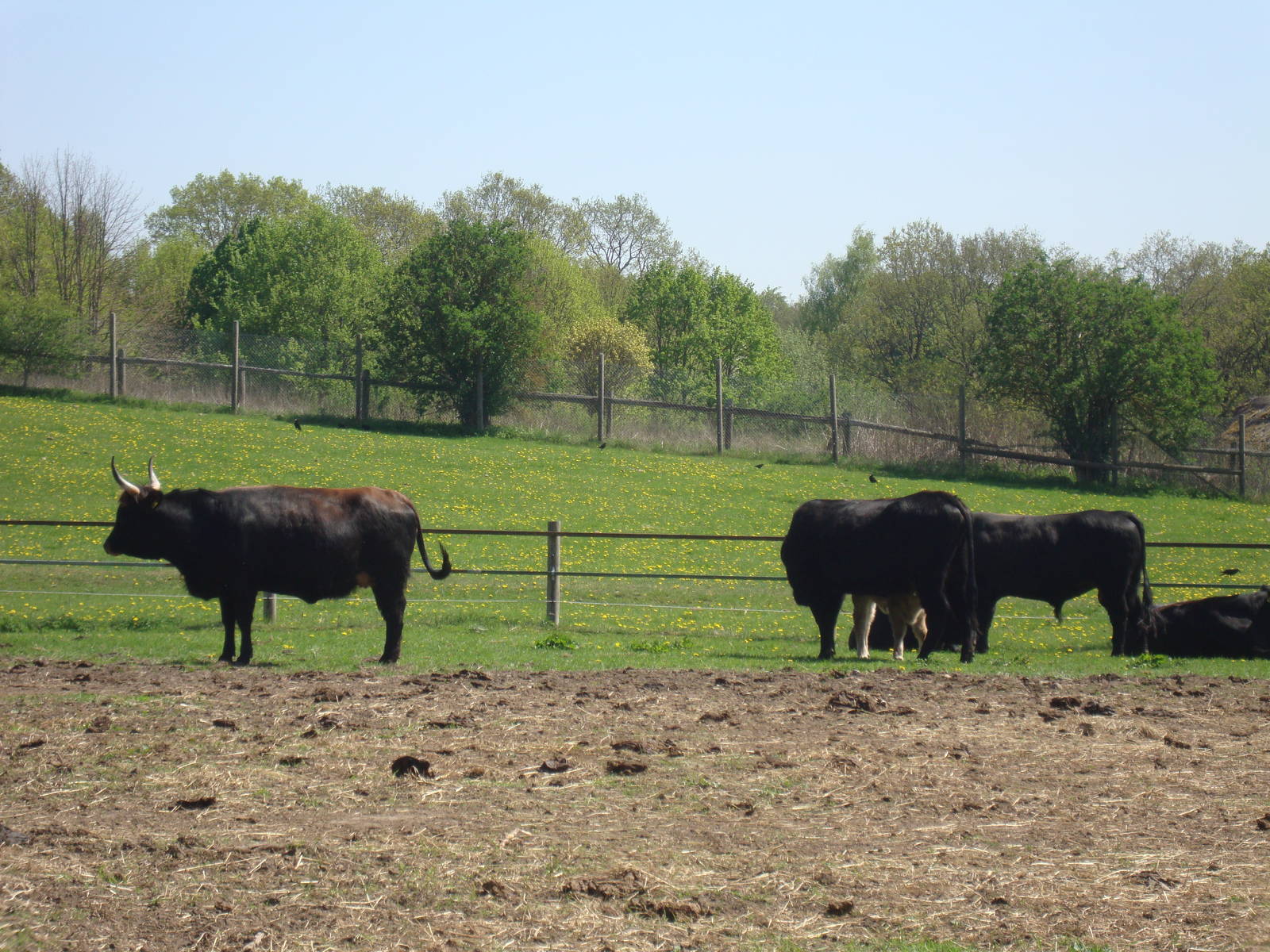 Sk?nes Djurpark May 2013