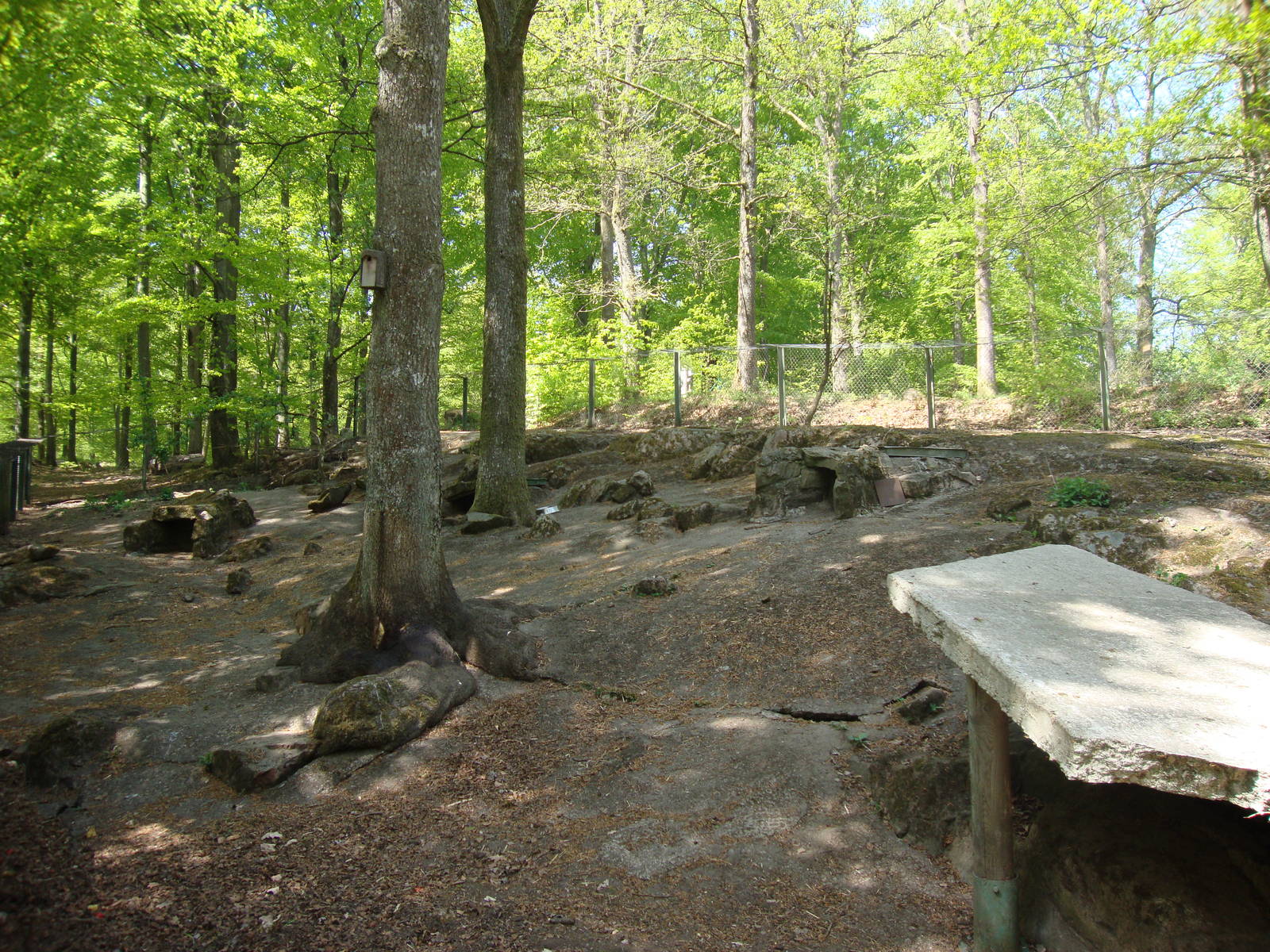 Sk?nes Djurpark May 2013