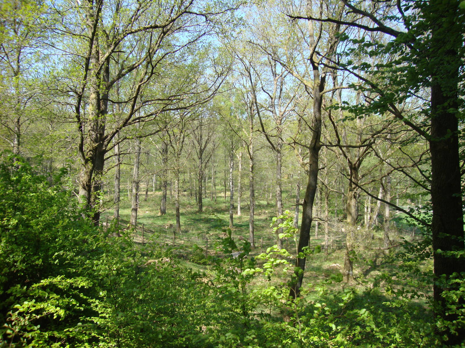 Sk?nes Djurpark May 2013