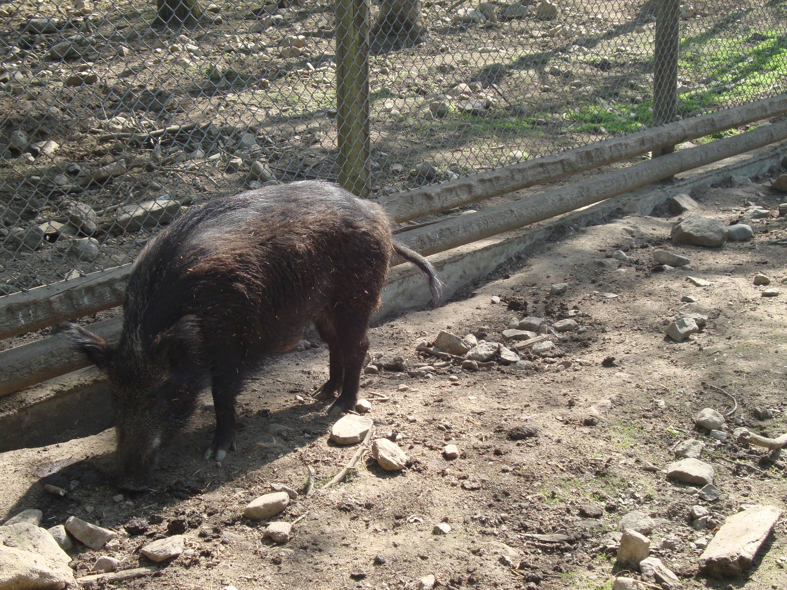 Sk?nes Djurpark May 2013