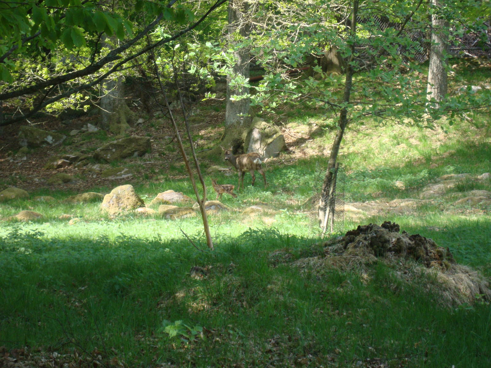 Sk?nes Djurpark May 2013