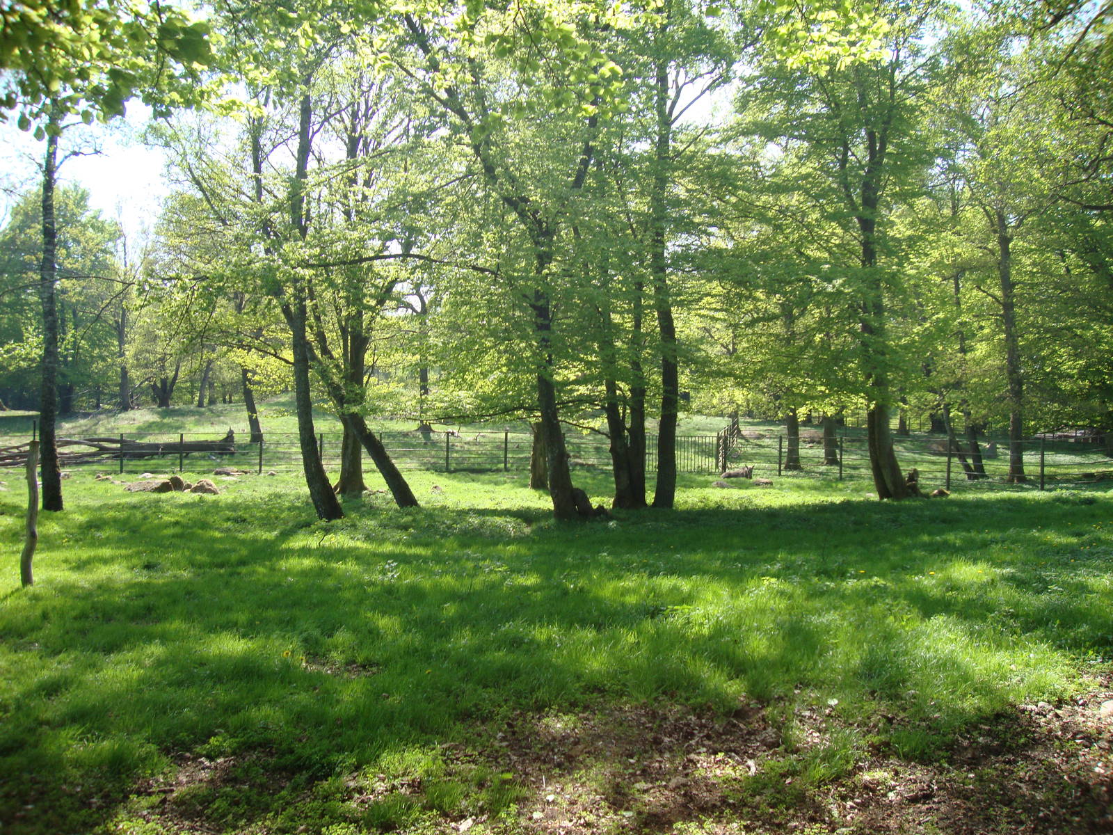 Sk?nes Djurpark May 2013