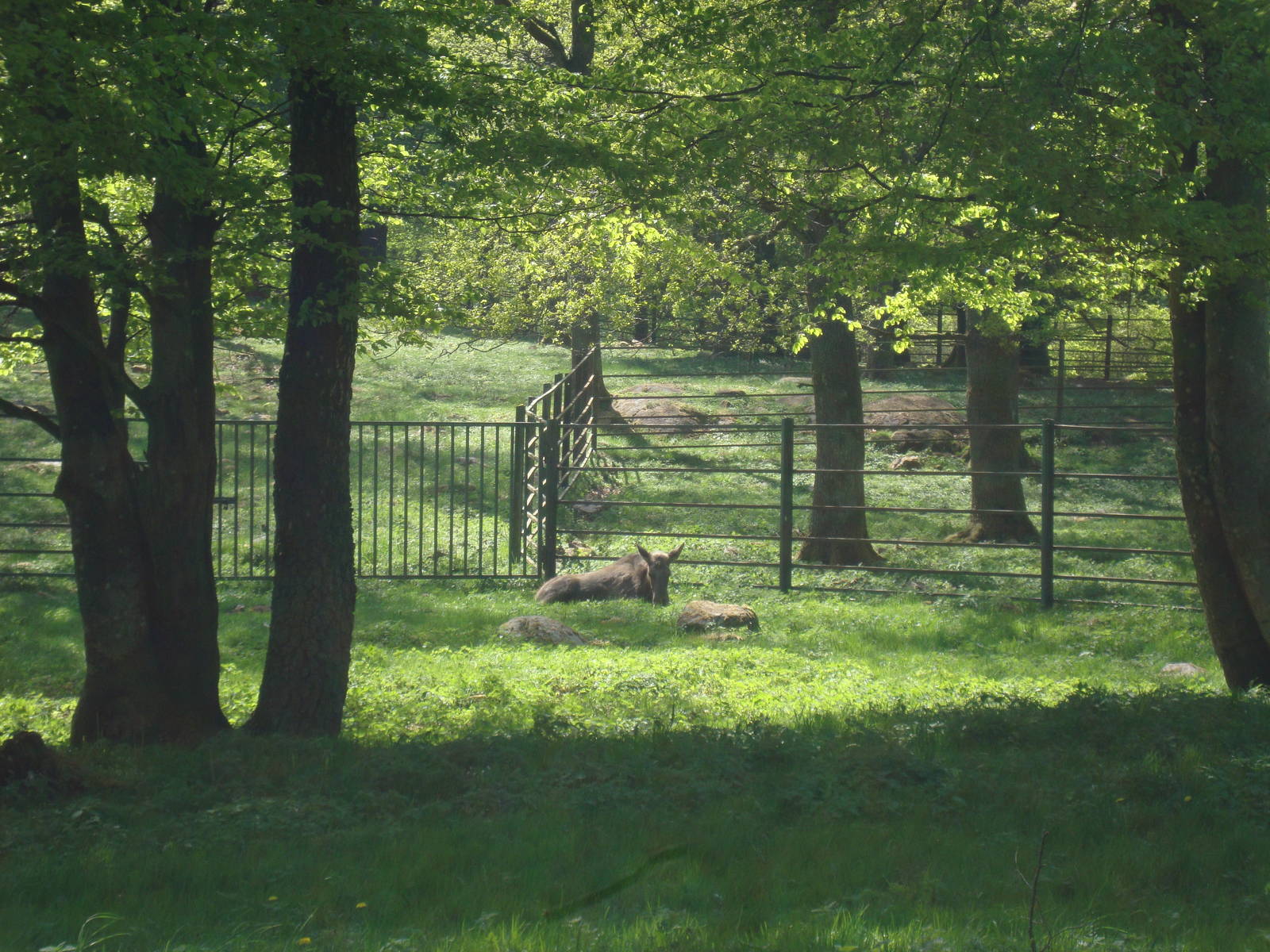 Sk?nes Djurpark May 2013