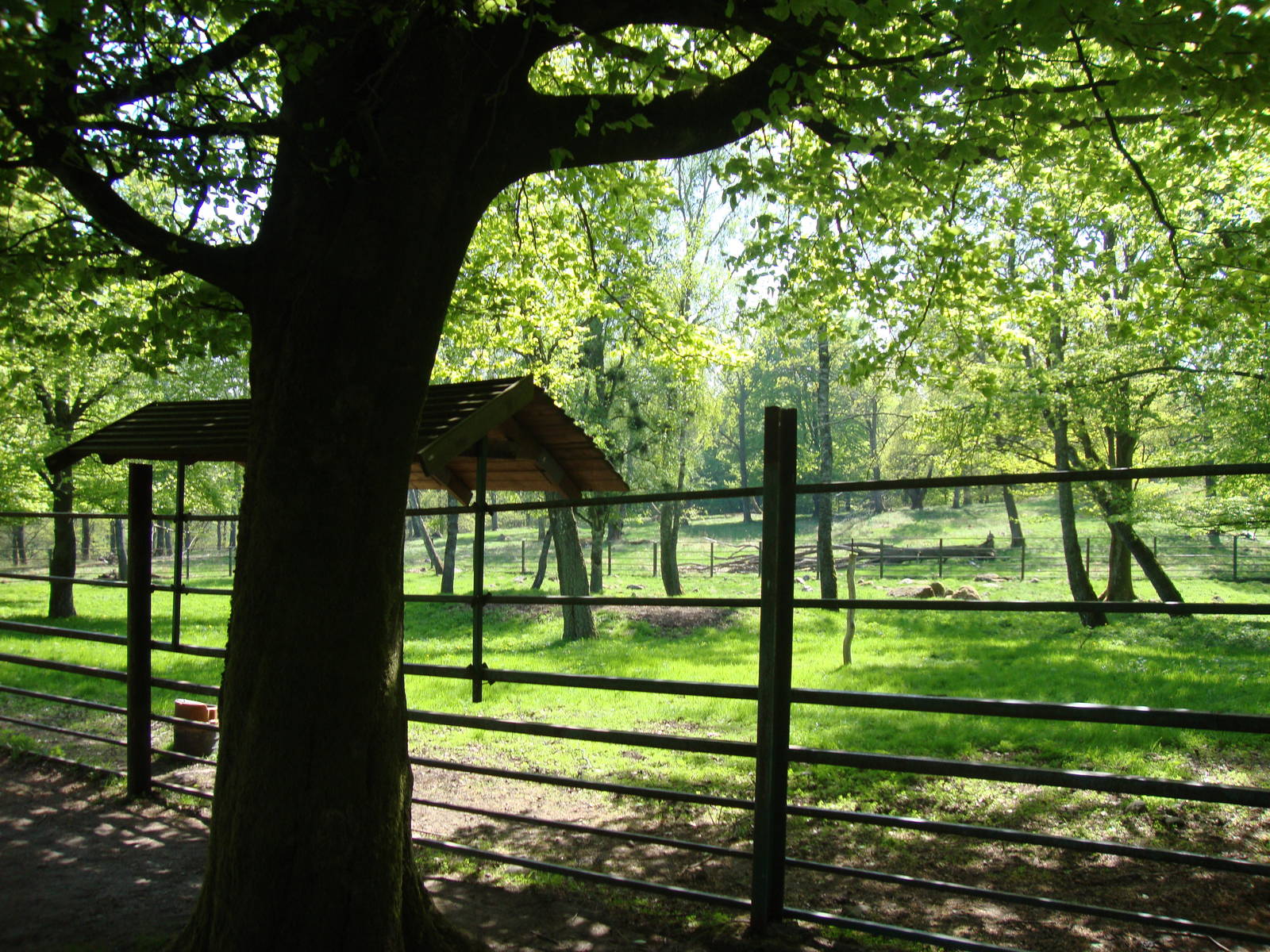 Sk?nes Djurpark May 2013