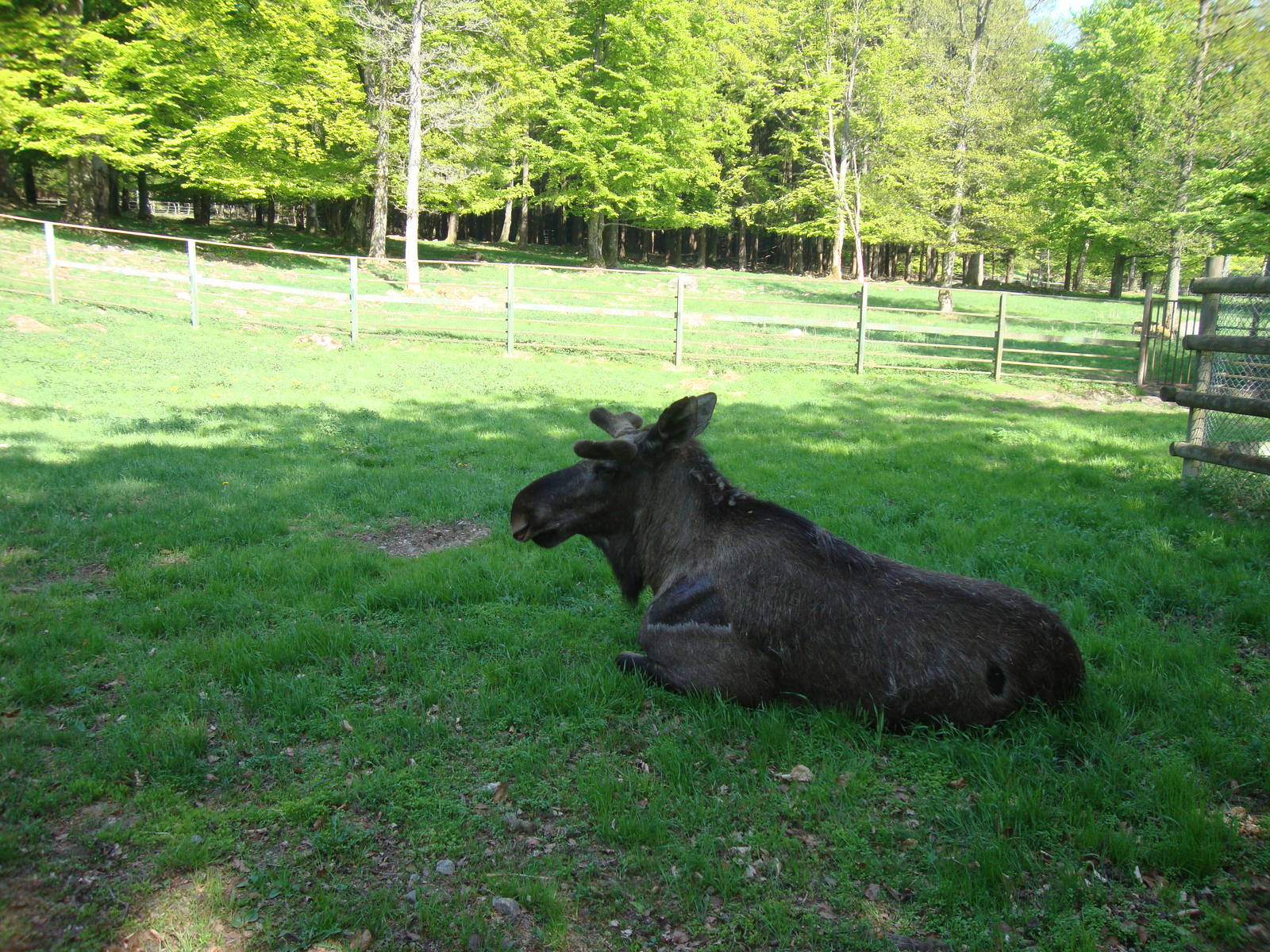 Sk?nes Djurpark May 2013