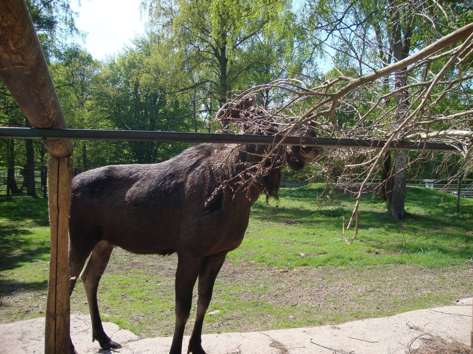 Sk?nes Djurpark May 2013