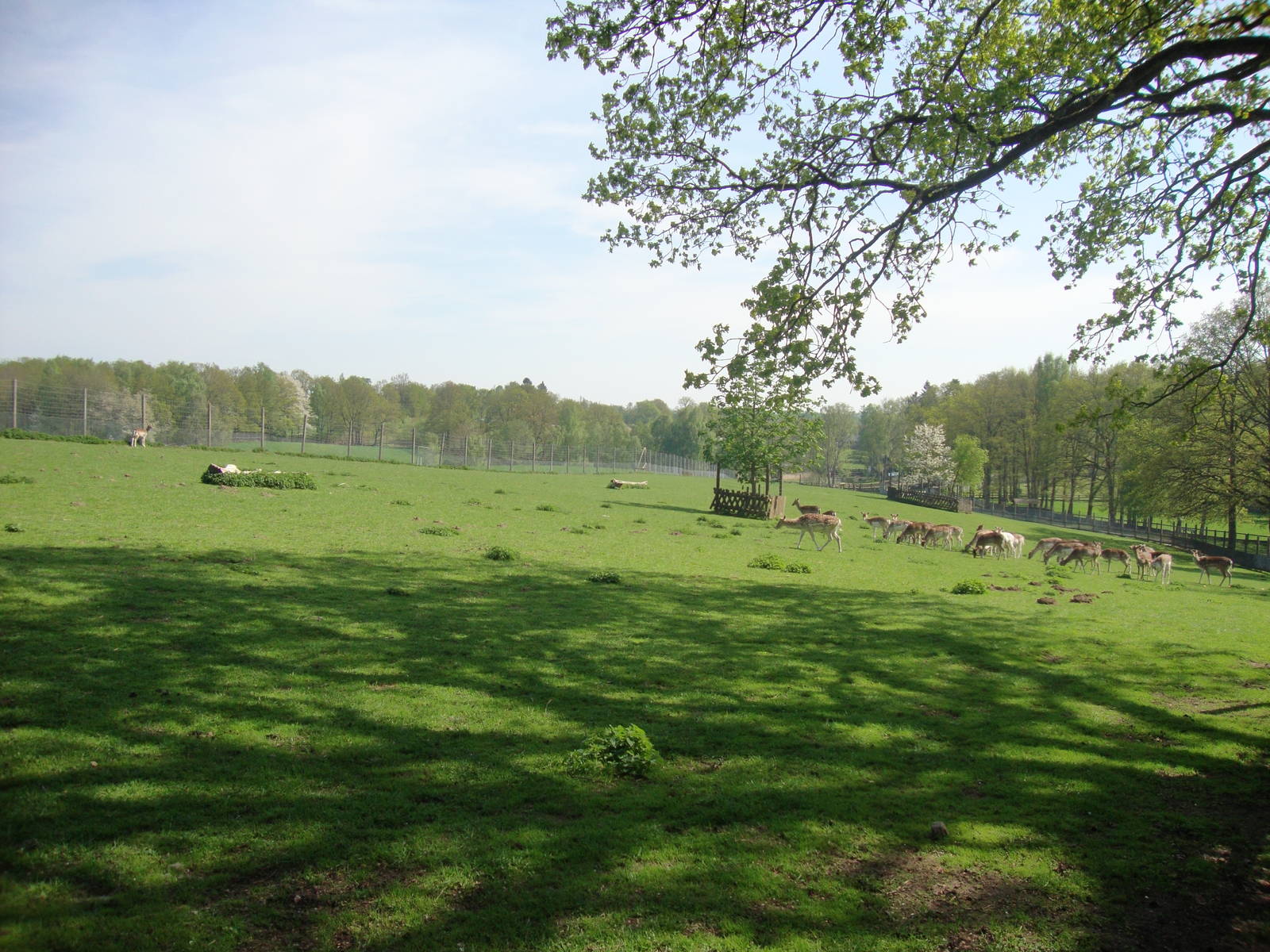 Sk?nes Djurpark May 2013