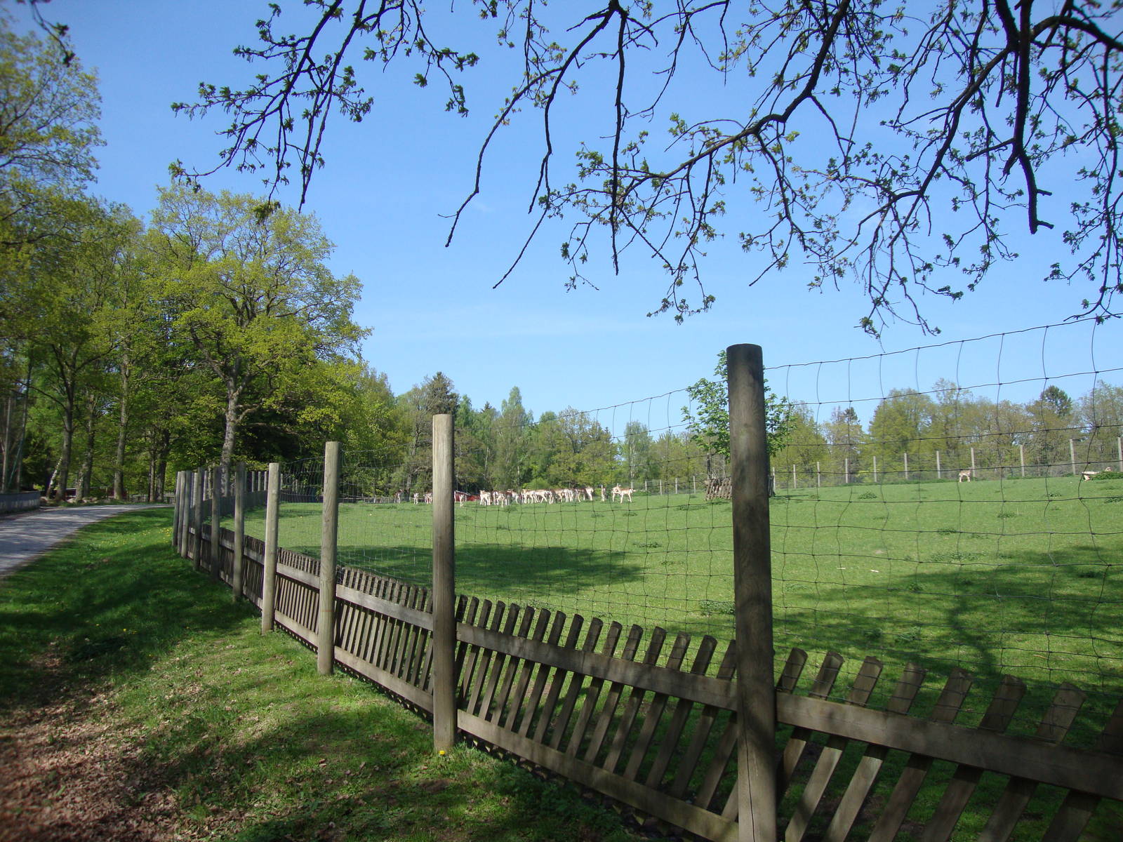 Sk?nes Djurpark May 2013