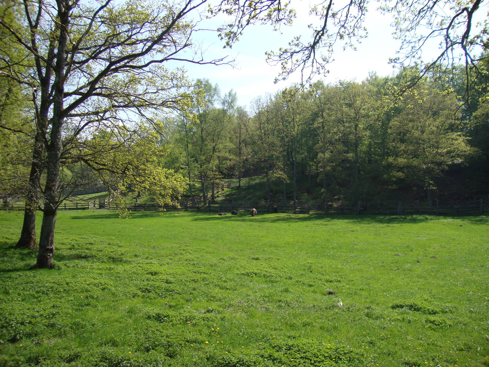 Sk?nes Djurpark May 2013