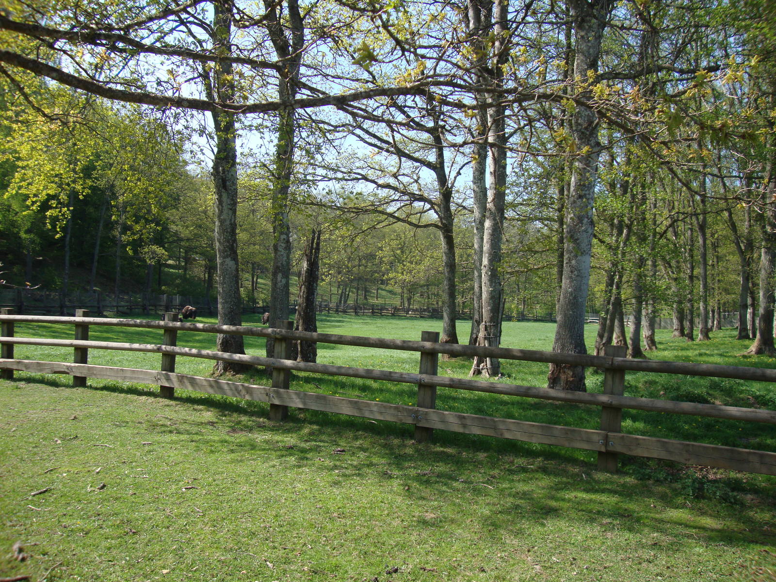 Sk?nes Djurpark May 2013