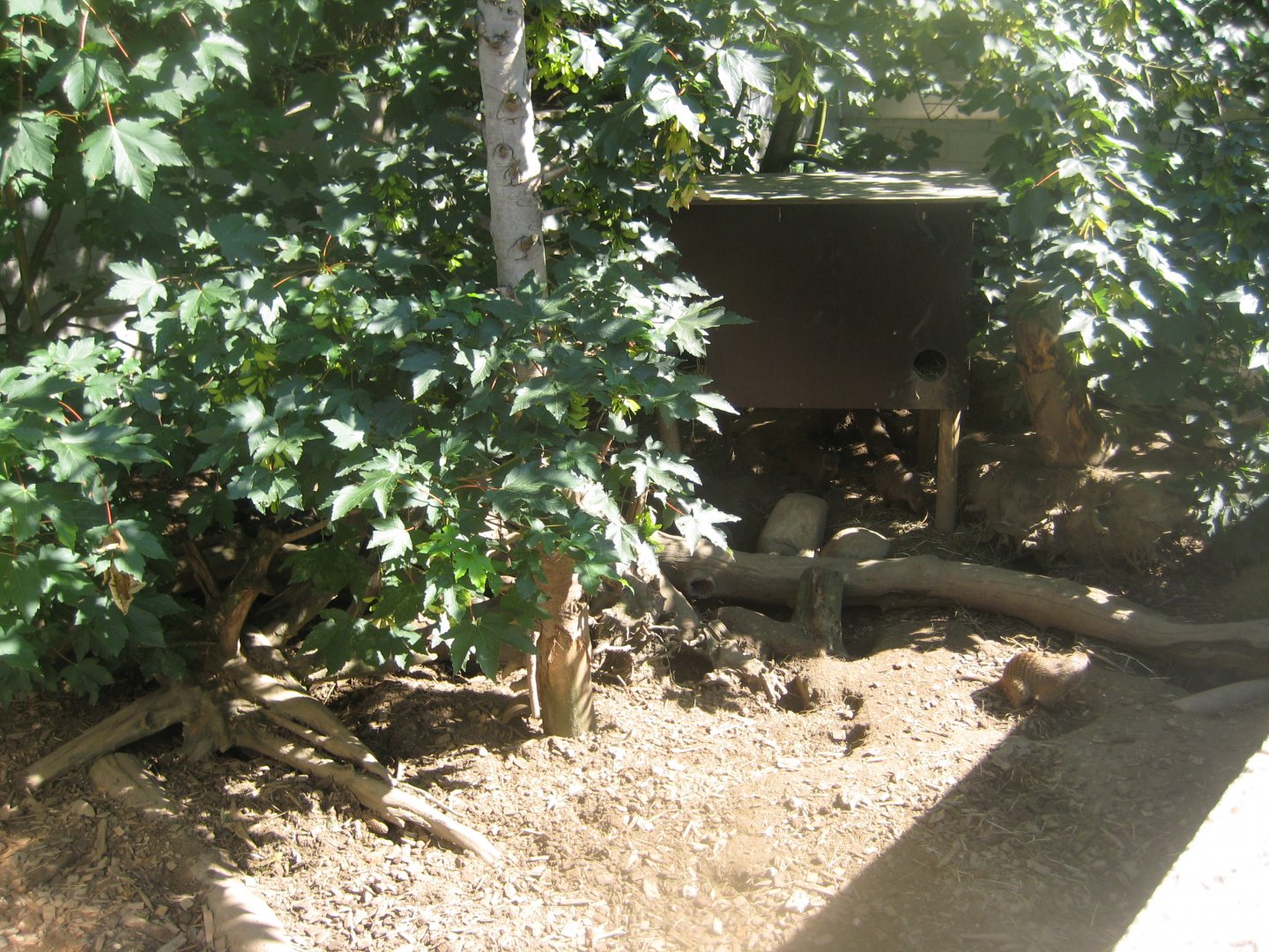 Skærup Zoo - Banded mongoose exhibit