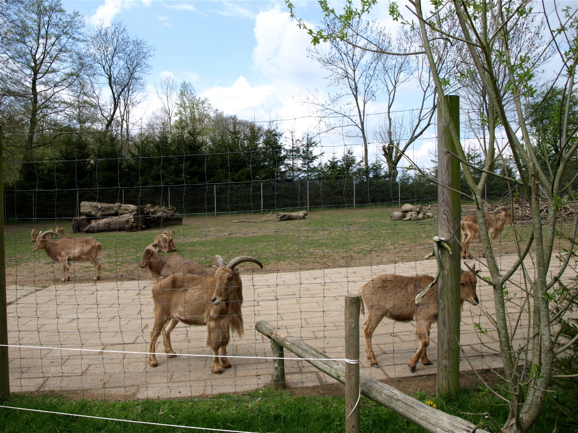 Skaerup Zoo - Barbary sheep