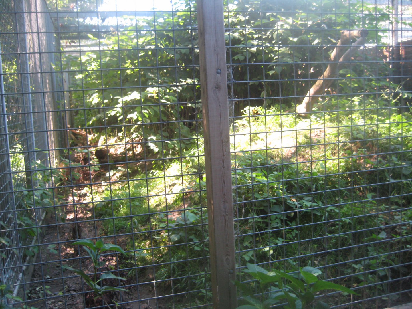 Skærup Zoo - Bobcat exhibit