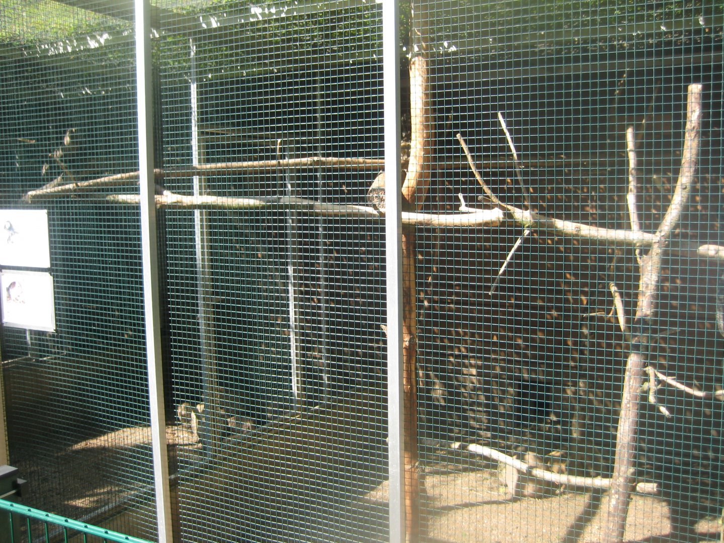 Skærup Zoo - Callithricid exhibit #2