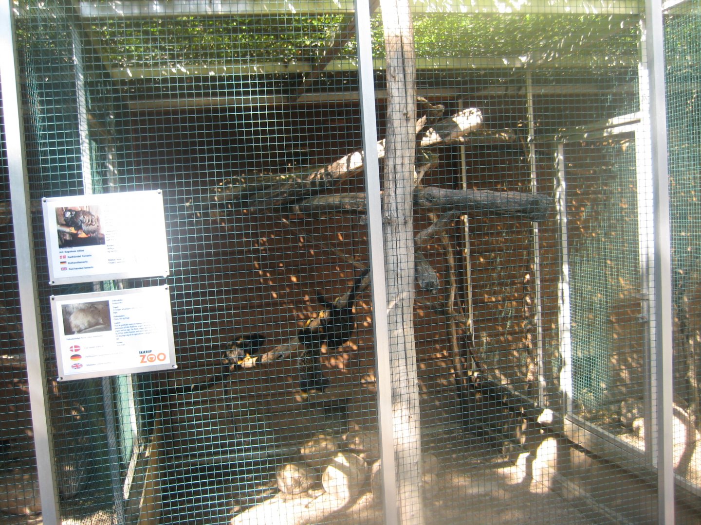 Skærup Zoo - Callithricid exhibit #3