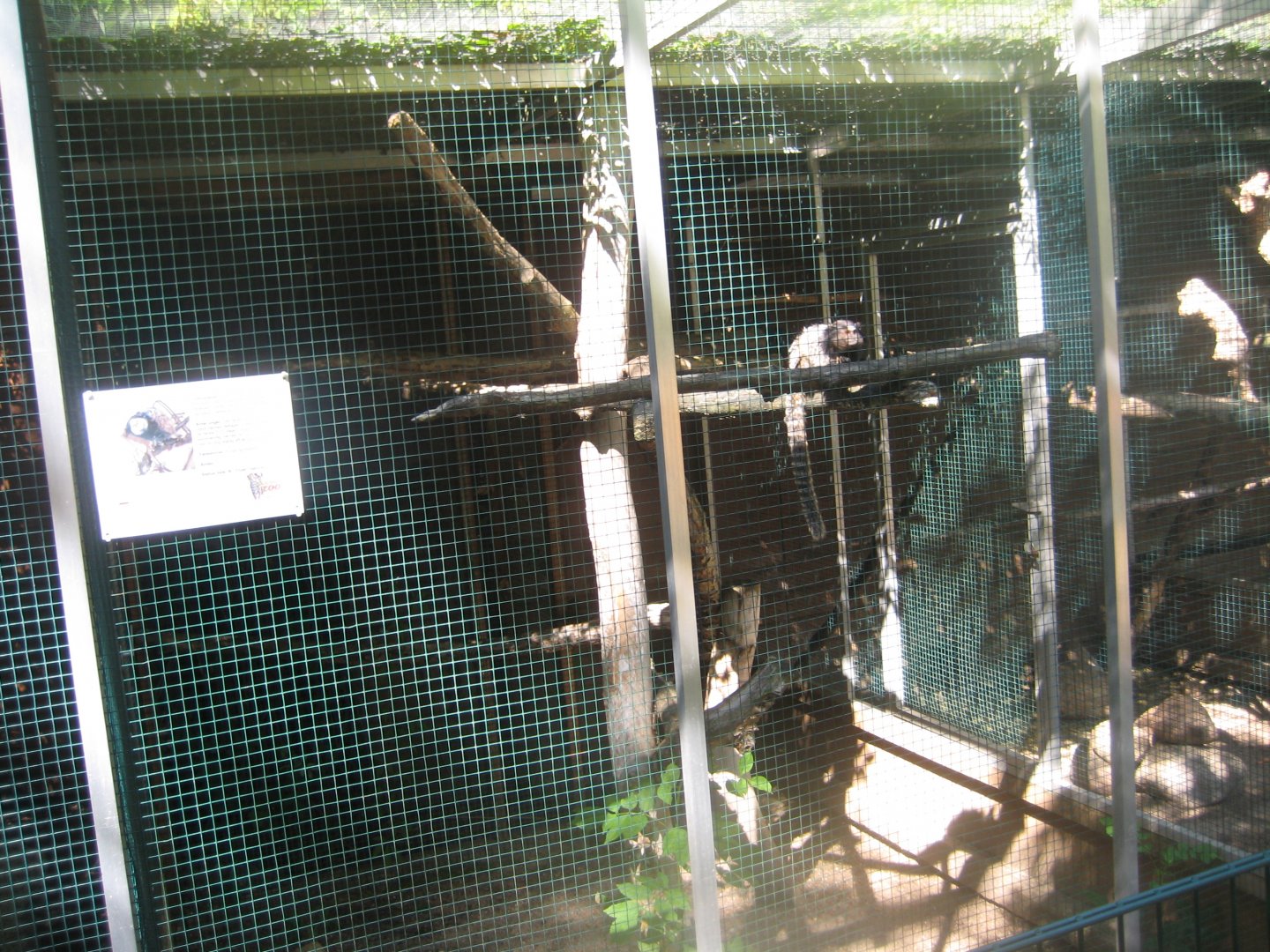 Skærup Zoo - Callithricid exhibit #4