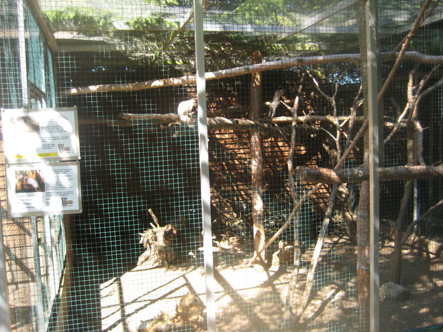 Skærup Zoo - Callithricid exhibit #5