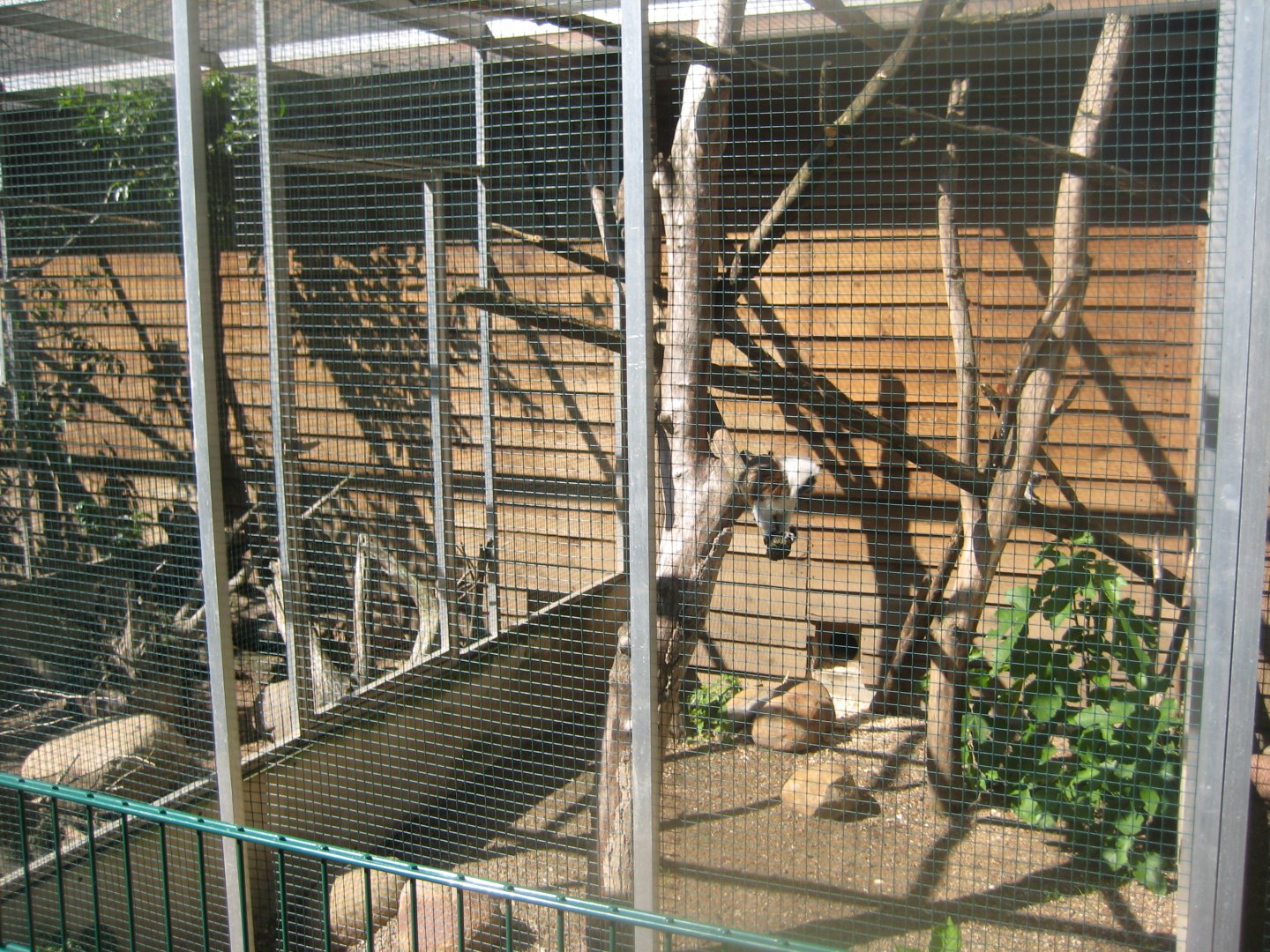 Skærup Zoo - Callithricid exhibit #6