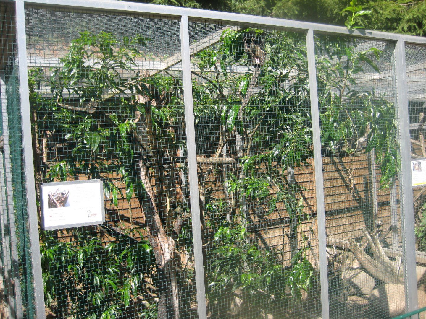 Skærup Zoo - Callithricid exhibit #7